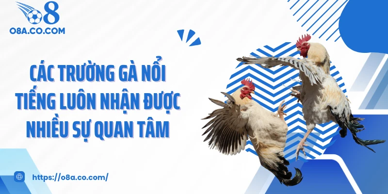 Các trường gà nổi tiếng luôn nhận được nhiều sự quan tâm
